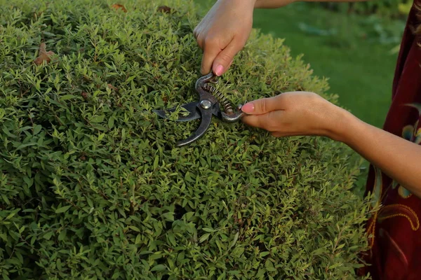 La ragazza taglia le piante in giardino — Foto Stock