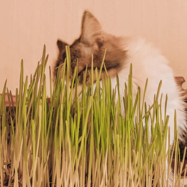 Cat eat grass grown at home.