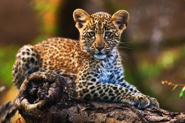 Young leopard on a tree clipart