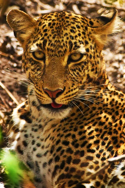 Afrikanska leopard i vild natur — Stockfoto
