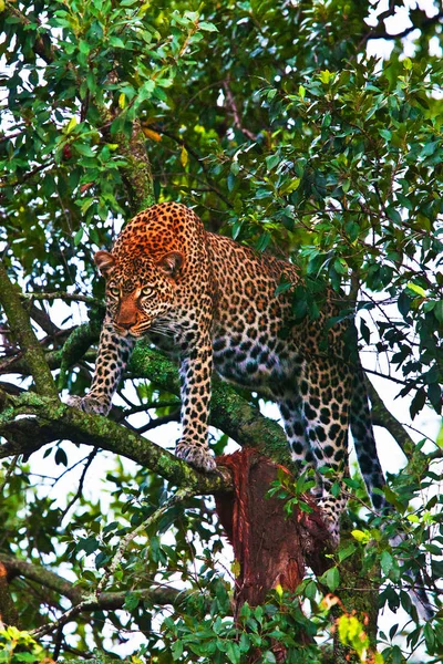 Afrikanska leopard på ett träd — Stockfoto