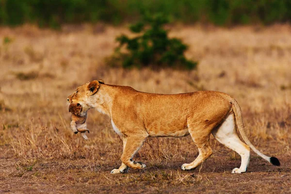 Leone che porta il suo bambino — Foto Stock