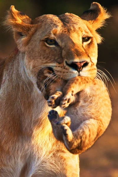 Löwin trägt ihr Baby — Stockfoto