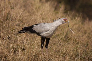 Kuş eatting çayırda
