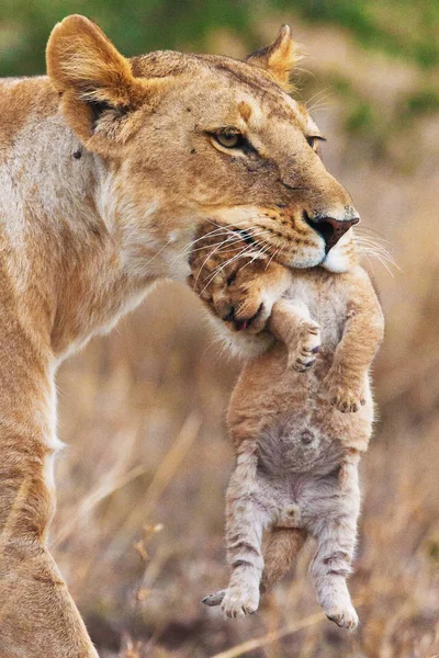 Lioness carrying lion cub — Stock Photo, Image