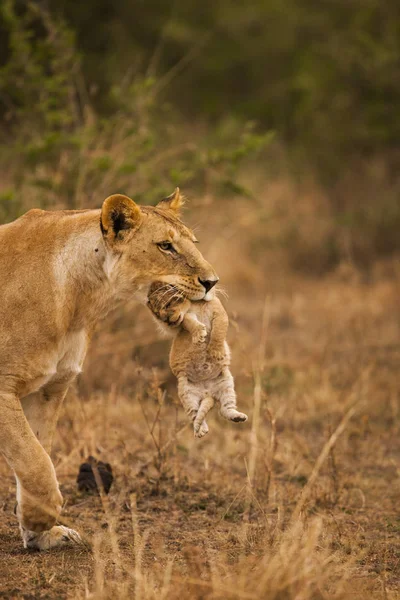 Lioness carrying lion cub — Stock Photo, Image