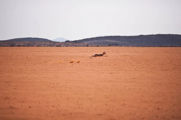 Антилопа бежит по равнине — стоковое фото