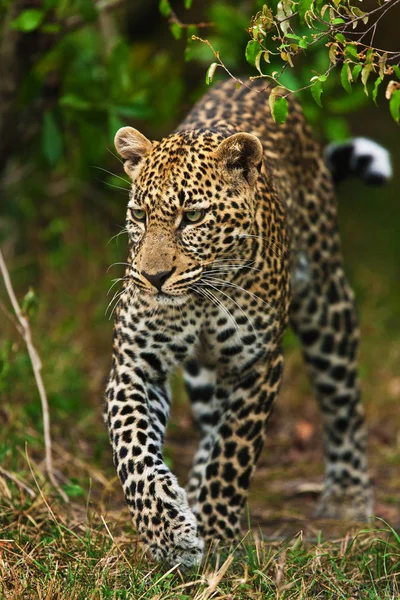 Leopardo caminhando na selva — Fotografia de Stock