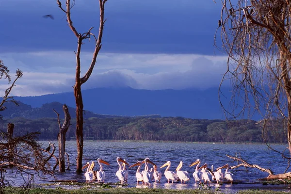 Pélicans assis dans le lac — Photo