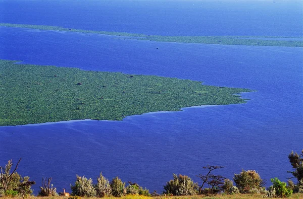 Blauer See mit grünem Wasserlinsen — Stockfoto