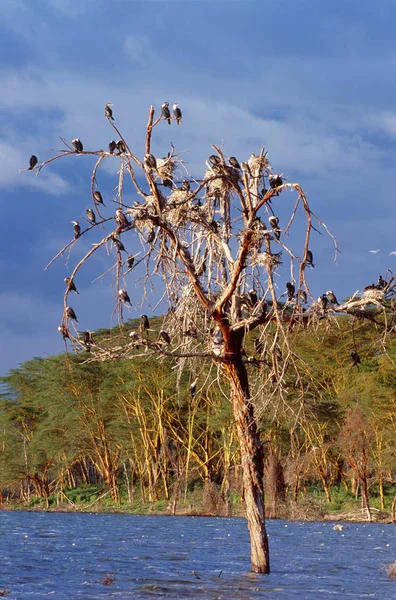 Uccelli seduti sull'albero — Foto Stock