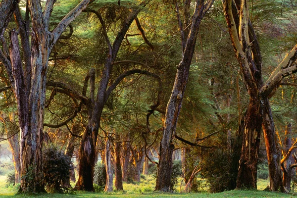 Foresta tropicale densa — Foto Stock