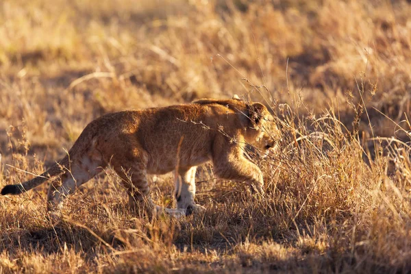 Lioness hunting in meadow