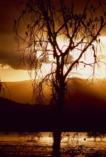 햇빛에 나무 실루엣 — 스톡 사진