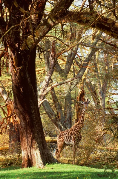 Žirafa stojící ve dřevě — Stock fotografie