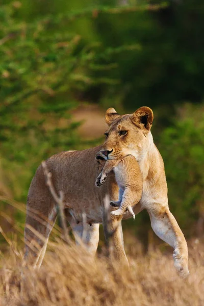 Lioness carrying lion cub — Stock Photo, Image