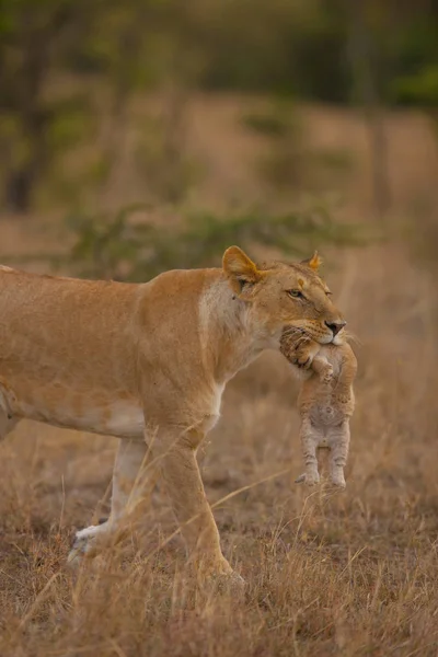 Lioness carrying lion cub — Stock Photo, Image