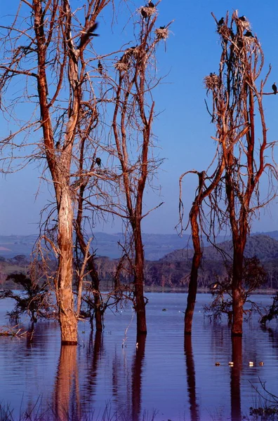 Pájaros sentados en árboles —  Fotos de Stock