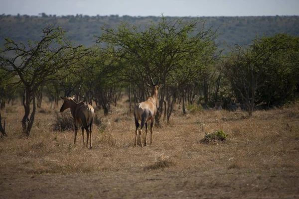 Антилопы, гуляющие по лугу — стоковое фото