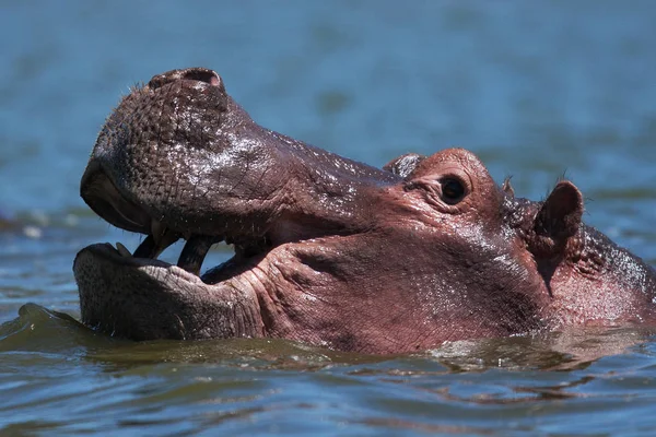 Hippopotame nageant dans la rivière — Photo