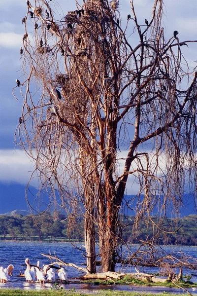 Oiseaux assis sur l'arbre — Photo