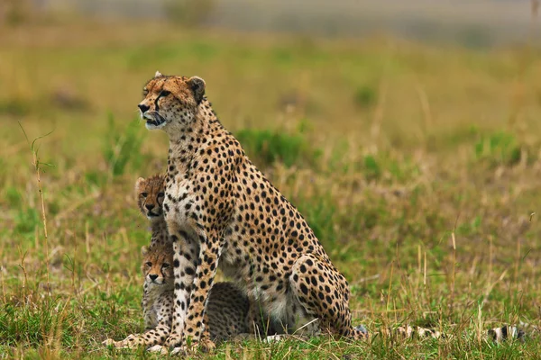 Leopardos sentados com a mãe — Fotografia de Stock