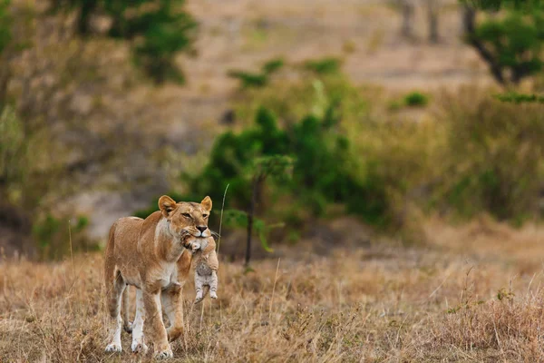 Lionne portant un ourson lion — Photo