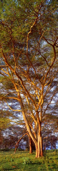 Tropische Bäume mit grünem Gras — Stockfoto