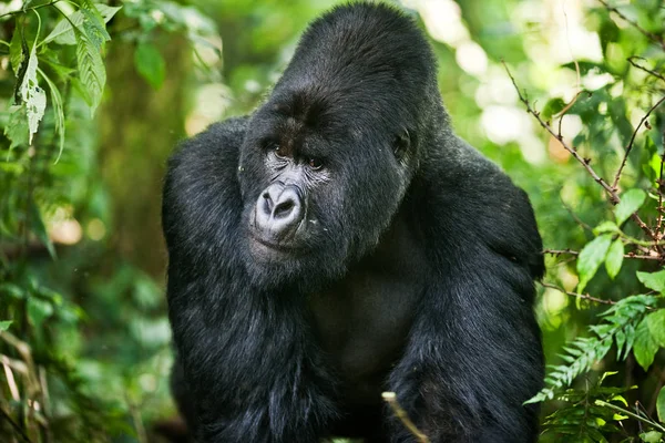 在丛林中的雄性大猩猩 — 图库照片