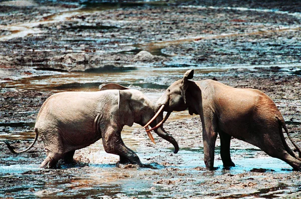 Elefantes machos luchando — Foto de Stock