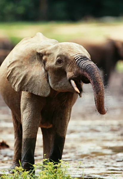 Lindo elefante. — Foto de Stock