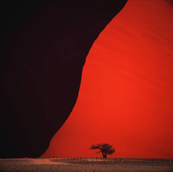 Silhueta de árvore solitária no deserto — Fotografia de Stock