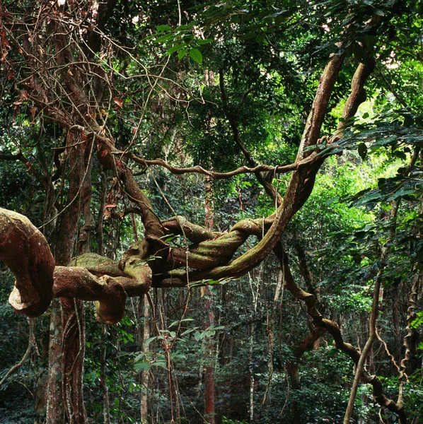 Arbres tropicaux en forêt tropicale — Photo