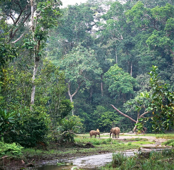 Słonie, pasące się na łące w rainforest — Zdjęcie stockowe