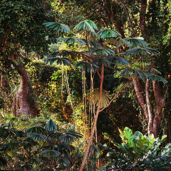 Tropische Bäume im Regenwald — Stockfoto