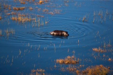 Doğa su ortamlarında su aygırı