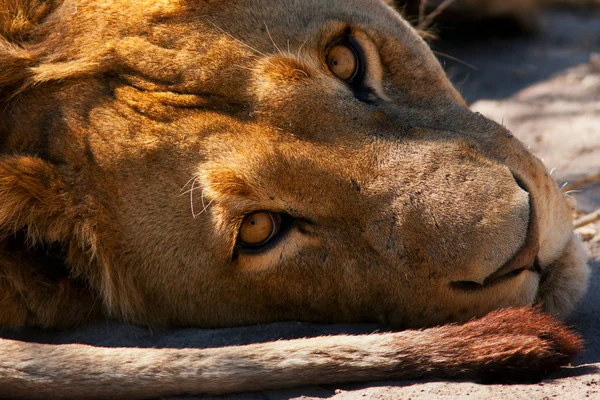 León adulto en savannah — Foto de Stock