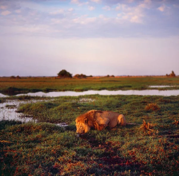 Ενήλικο λιοντάρι στη σαβάνα — Φωτογραφία Αρχείου