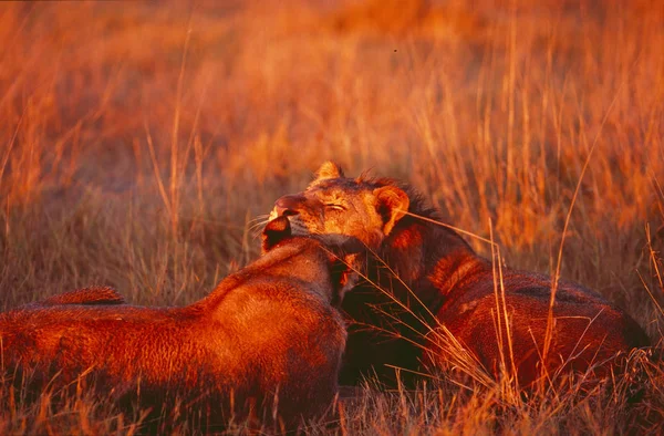 Ένα ζευγάρι των λιονταριών στη σαβάνα — Φωτογραφία Αρχείου