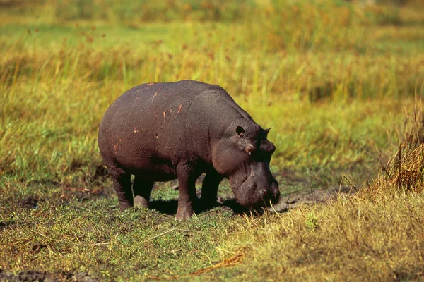 Hippopotame dans l'habitat naturel — Photo