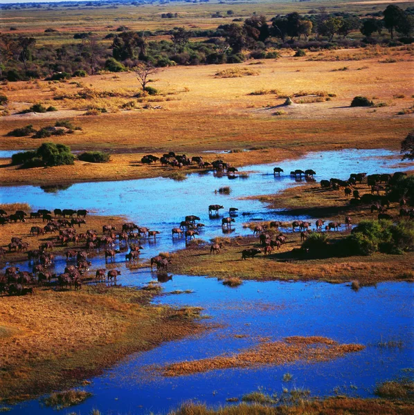 Grote kudde van Afrikaanse buffels — Stockfoto