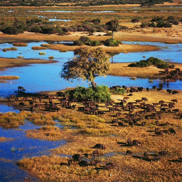 Grande manada de búfalos africanos — Fotografia de Stock