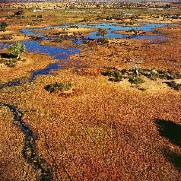 Grote kudde van Afrikaanse buffels — Stockfoto