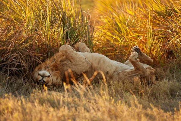 Дорослий лев у савані — стокове фото