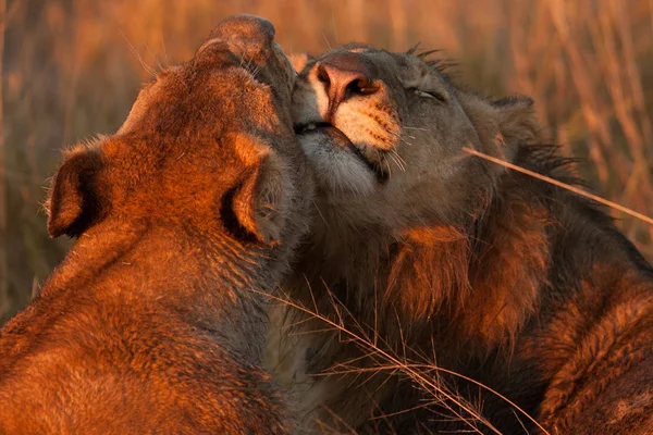 Aslanlar Savannah bir çift