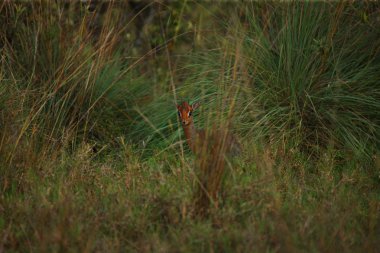 Sevimli küçük geyik