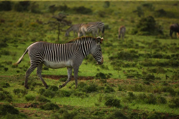 Zebras grazing in meadow — Stock Photo, Image