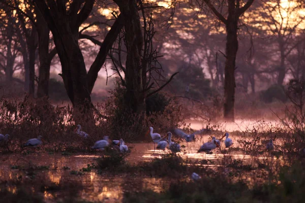 Troupeau de beaux oiseaux dans le lac — Photo
