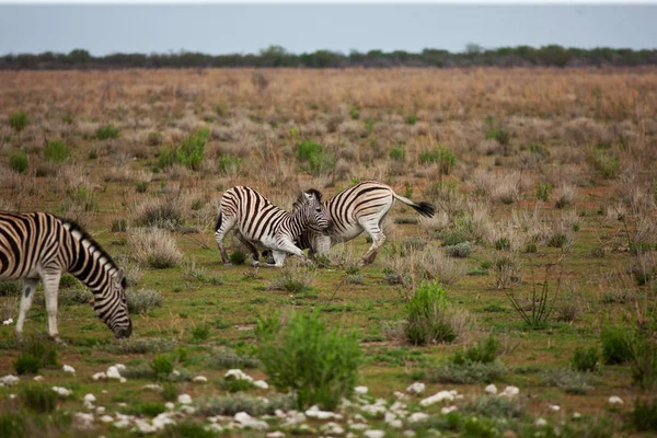 Zebras grasen auf der Wiese — Stockfoto