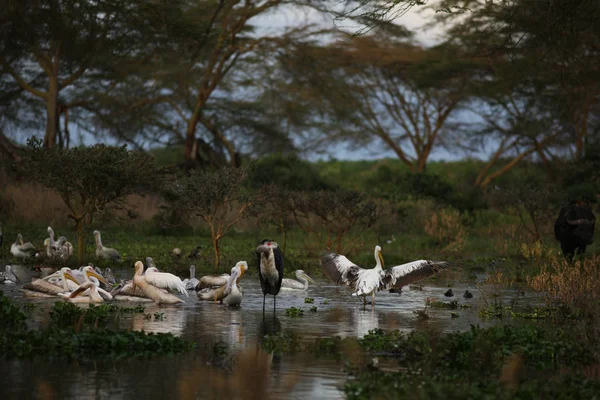 Flock of beautiful birds in lake — Stock Photo, Image